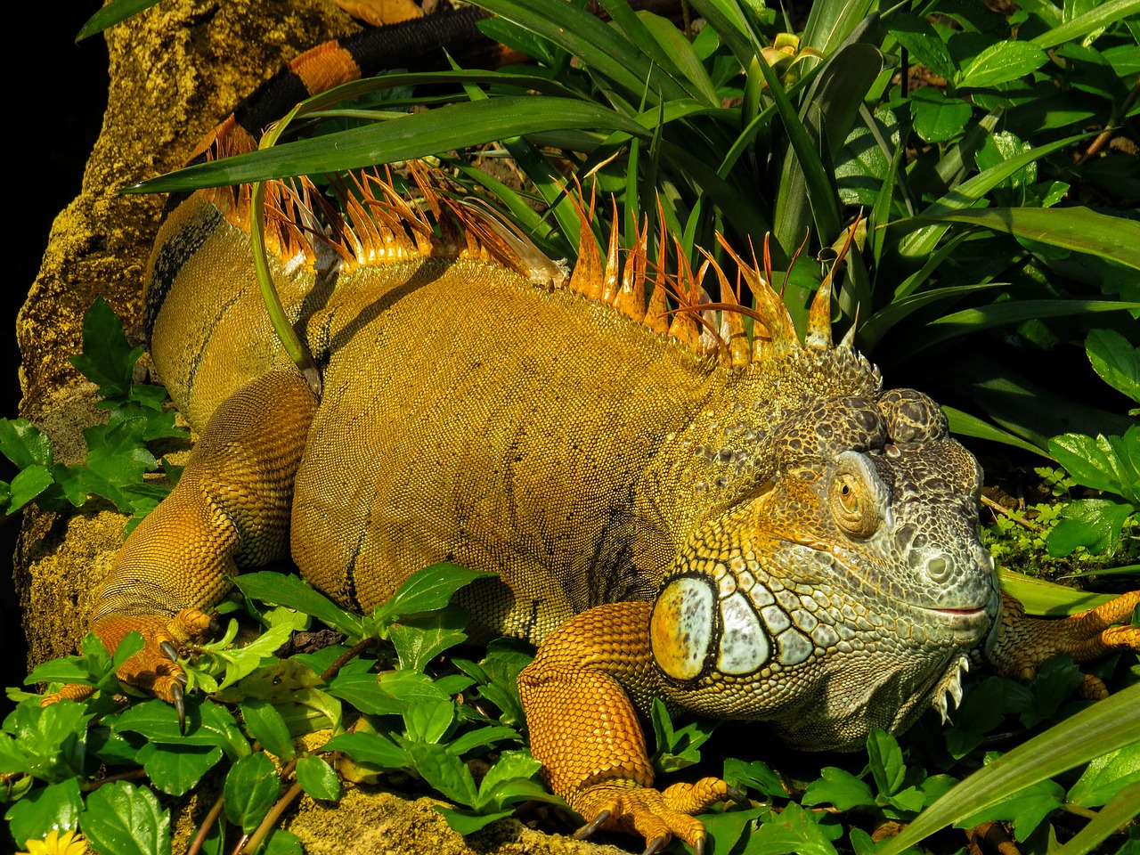 iguana close reptile free photo