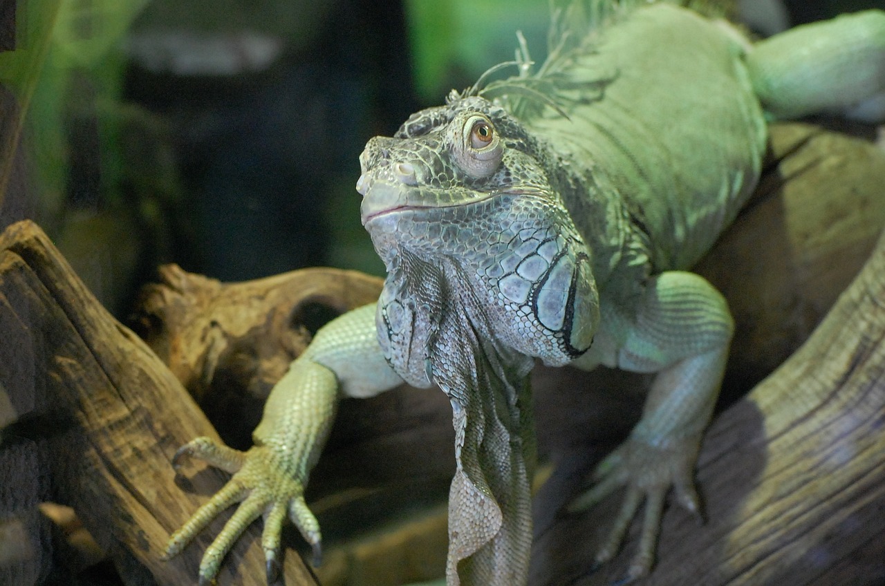 iguana green animal free photo