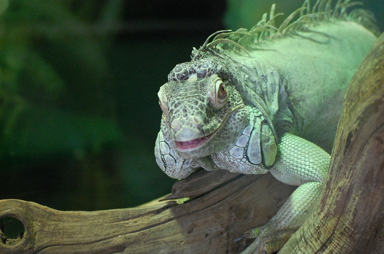 iguana green animal free photo