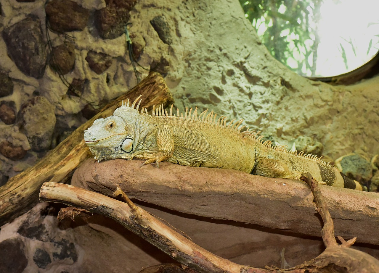 iguana dragon reptile free photo