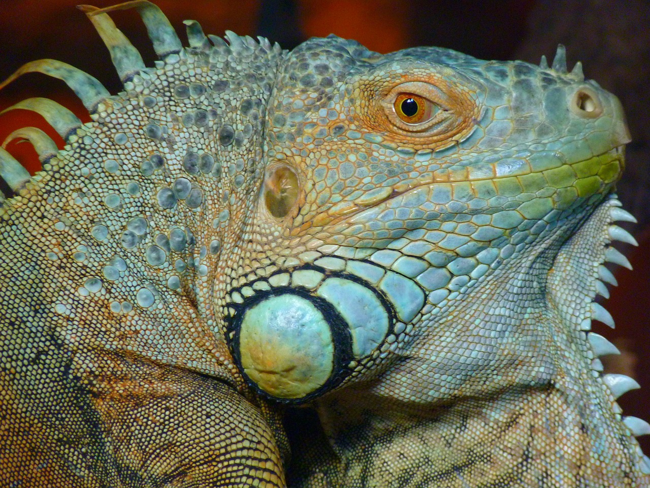 iguana green lizard free photo