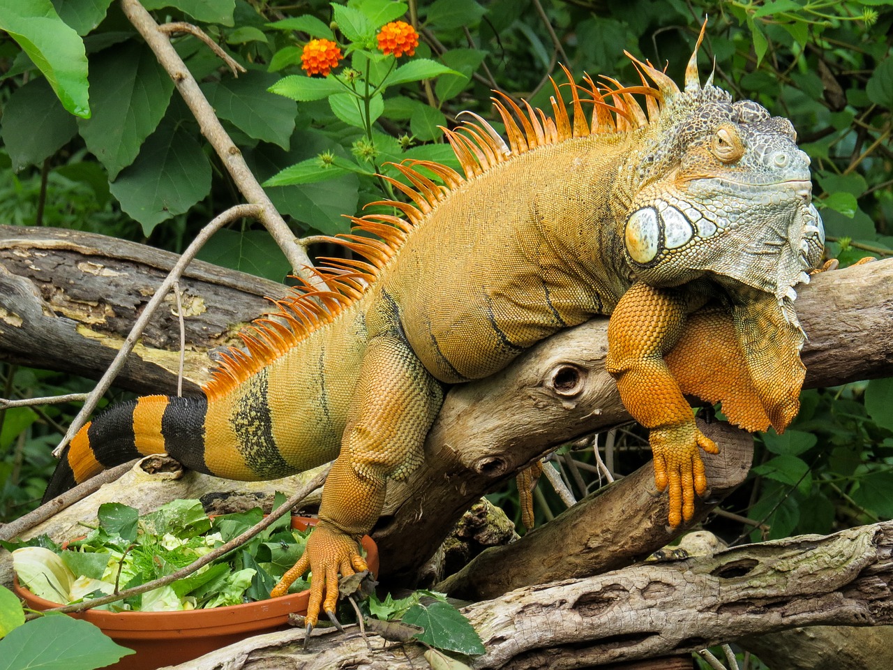 iguana close lizard free photo