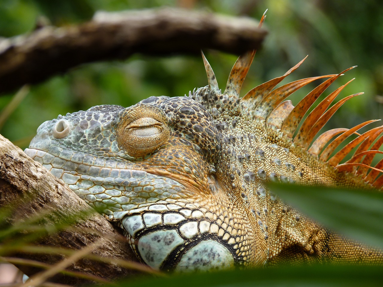 iguana lazy reptile free photo