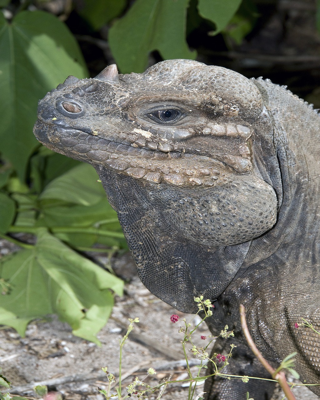 iguana wildlife nature free photo