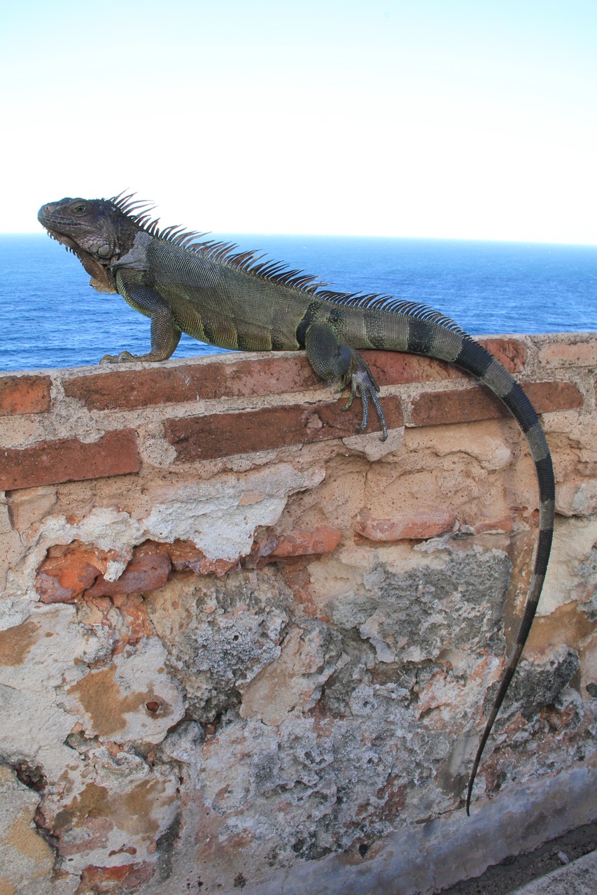 iguana wall reptile free photo
