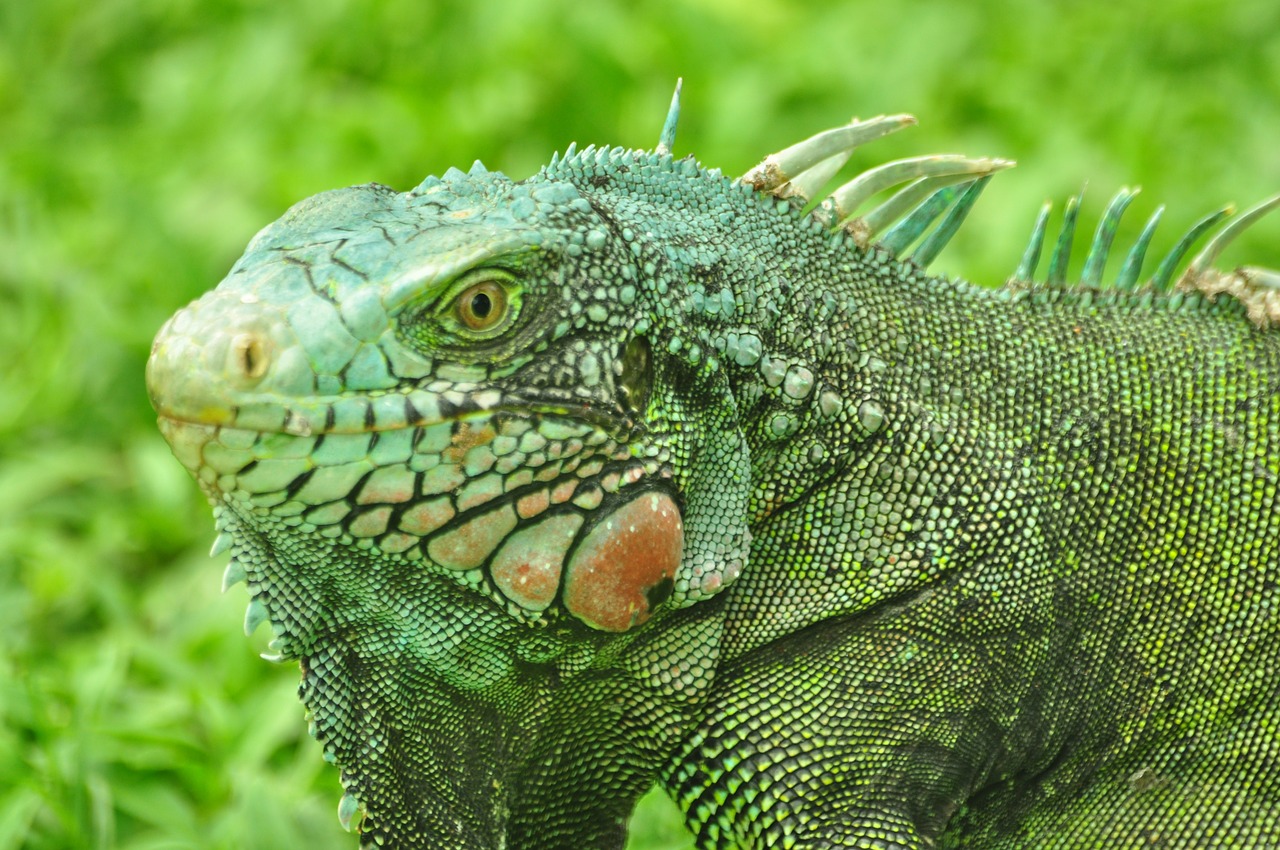 iguana green colors free photo