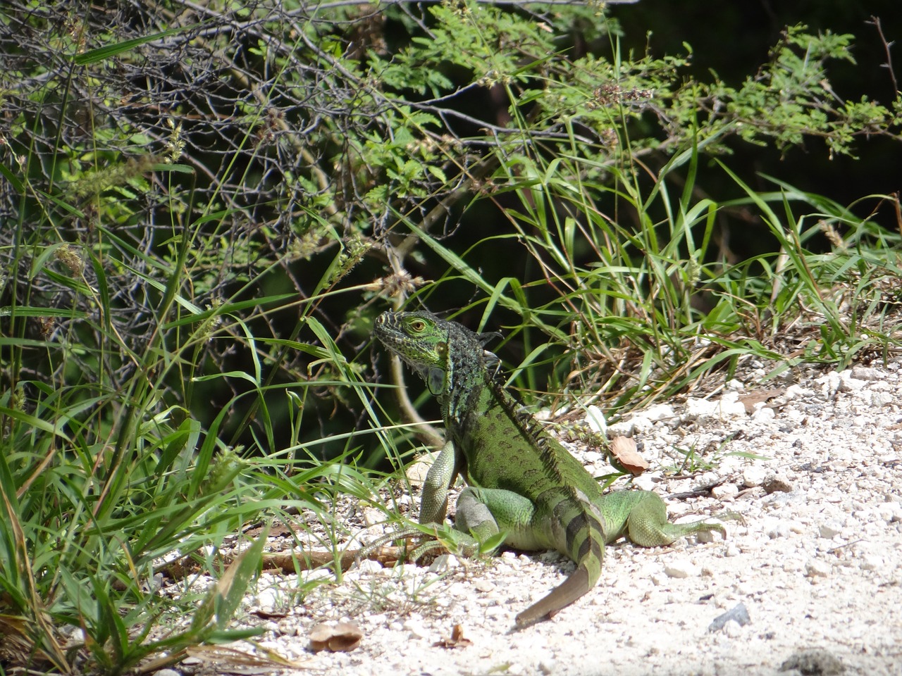 iguana lizard reptile free photo