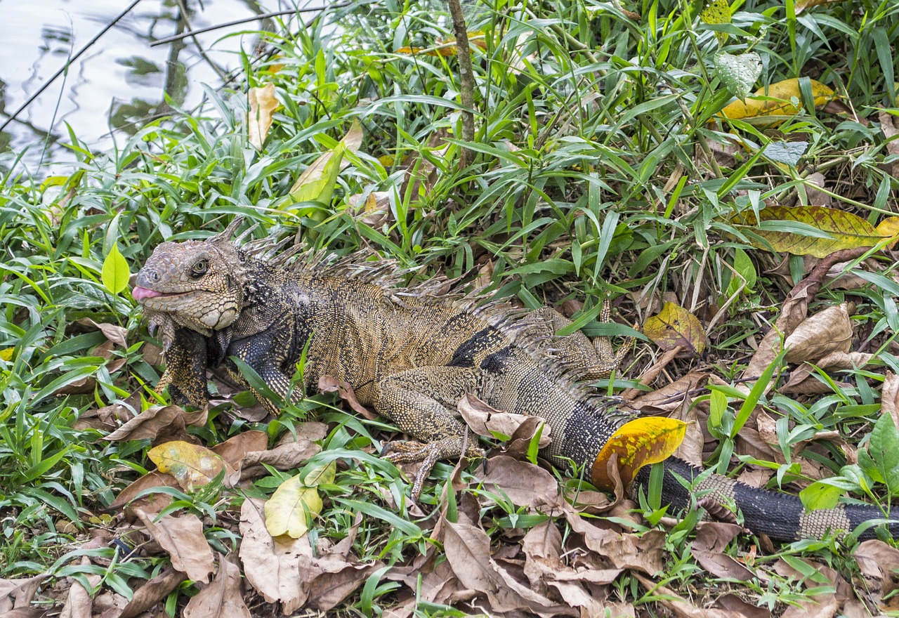 iguana lizard green free photo