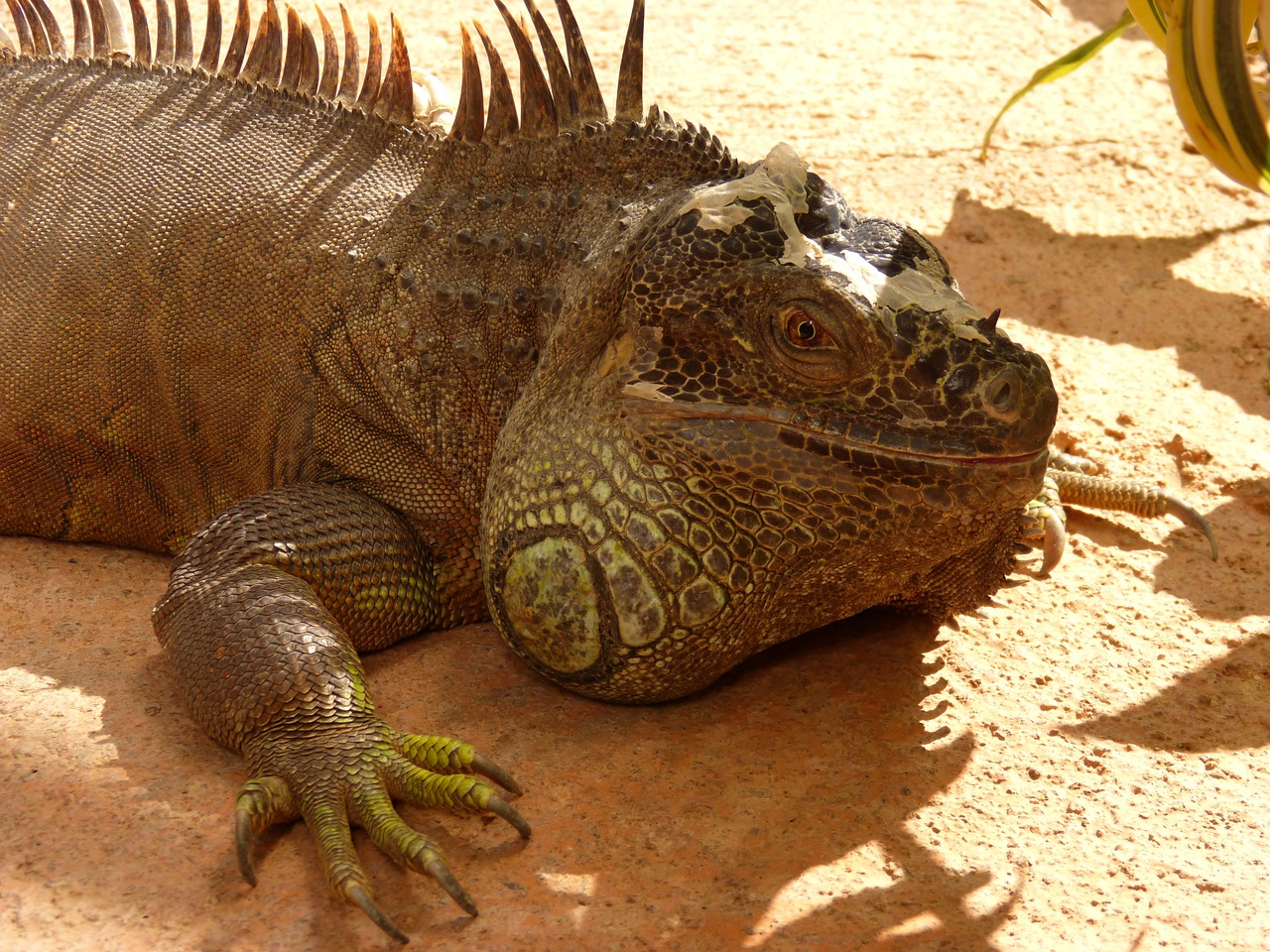 iguana reptile lizard free photo