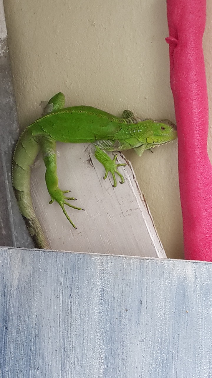 iguana caribbean nature free photo