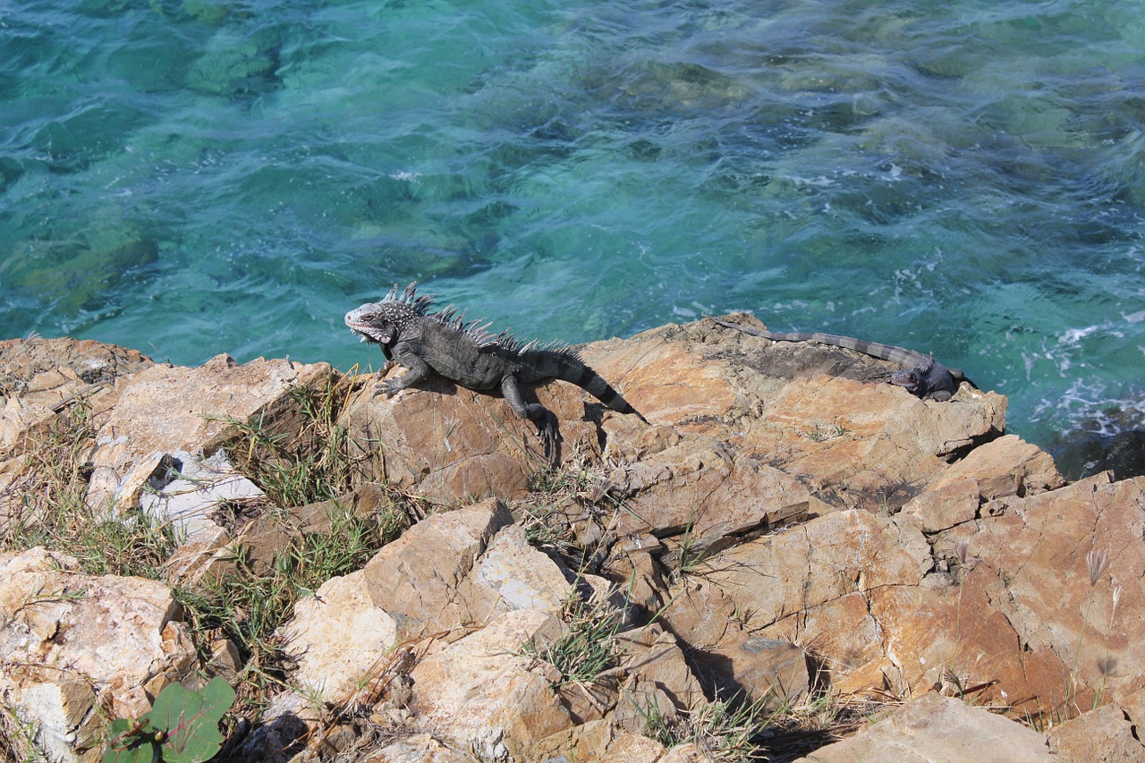 iguana lizard reptile free photo