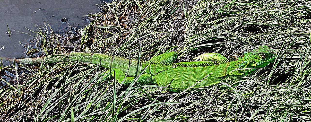 iguana reptile lizard free photo