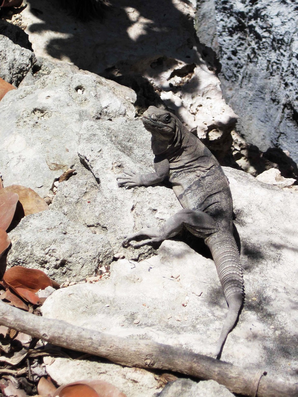 iguana animal beach free photo