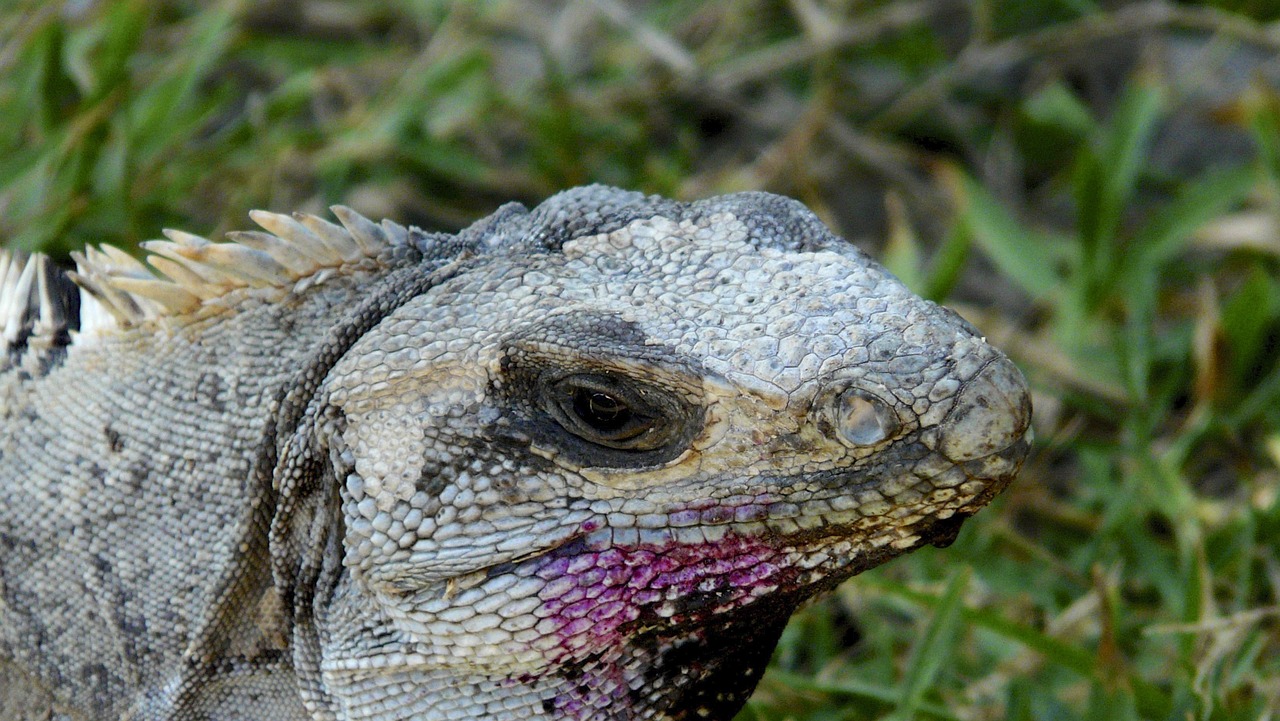iguana lizard dragons free photo