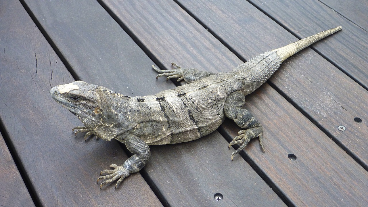 iguana animals reptile free photo