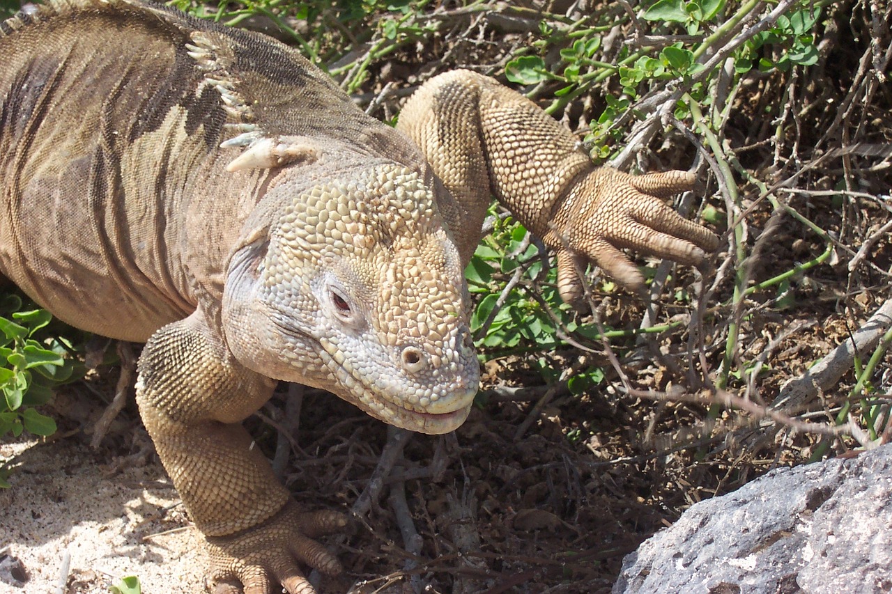 iguana galapagos exotic free photo