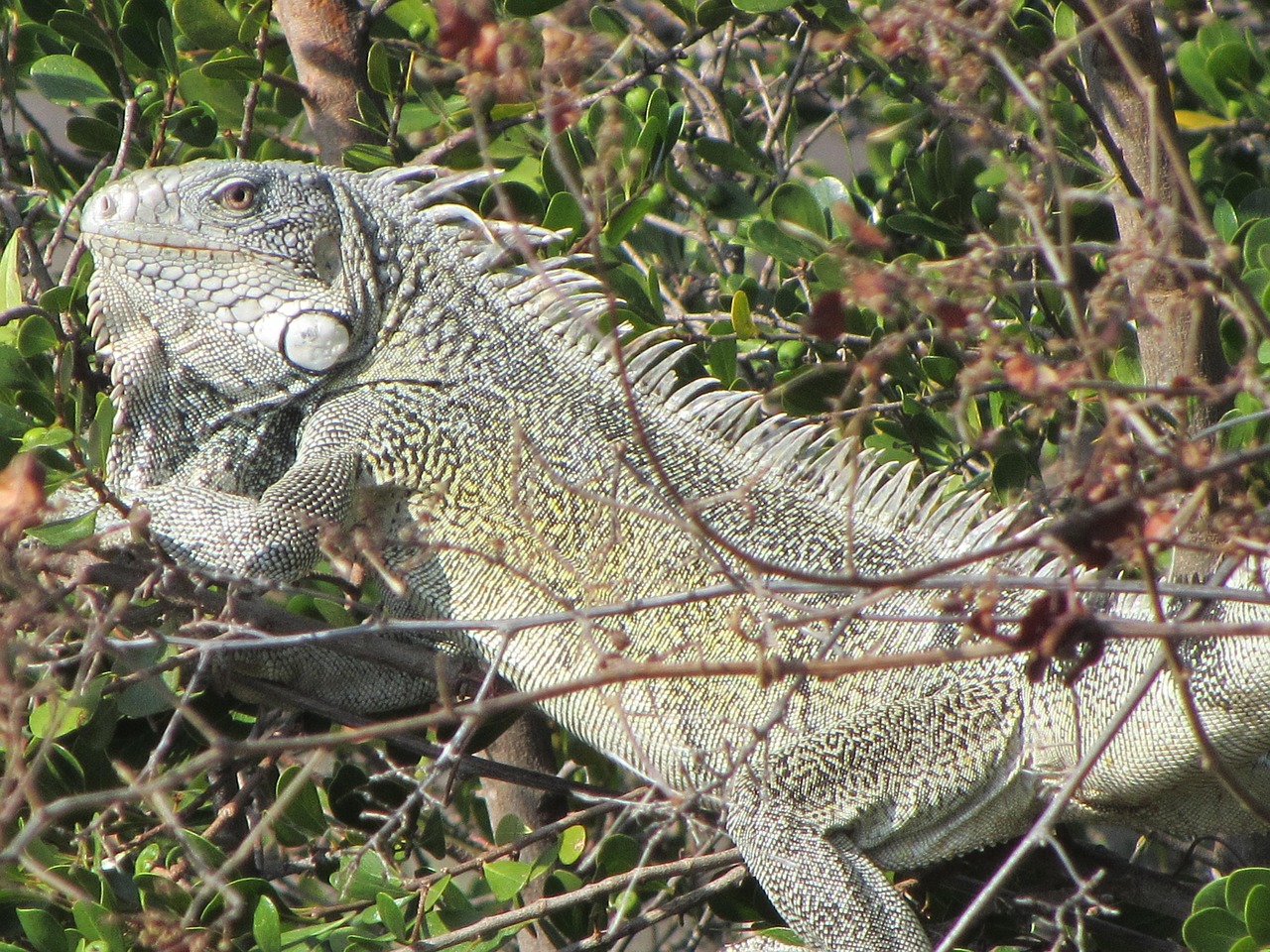 iguana animal curaçao free photo