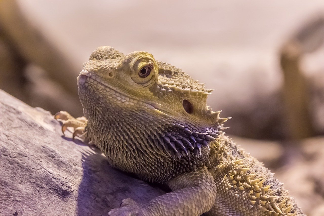 iguana reptile dragon free photo