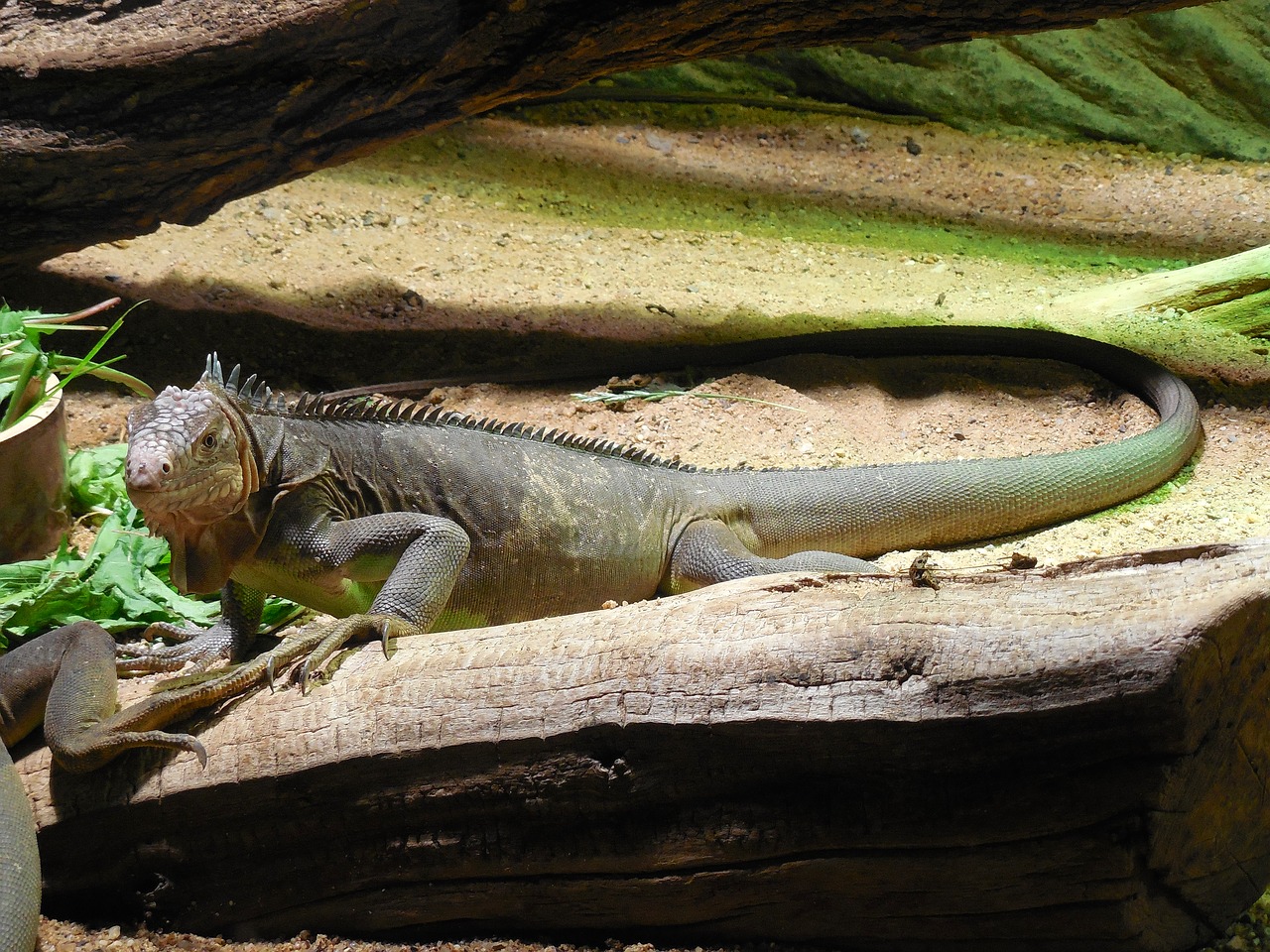 iguana bluish  animal  zoo free photo