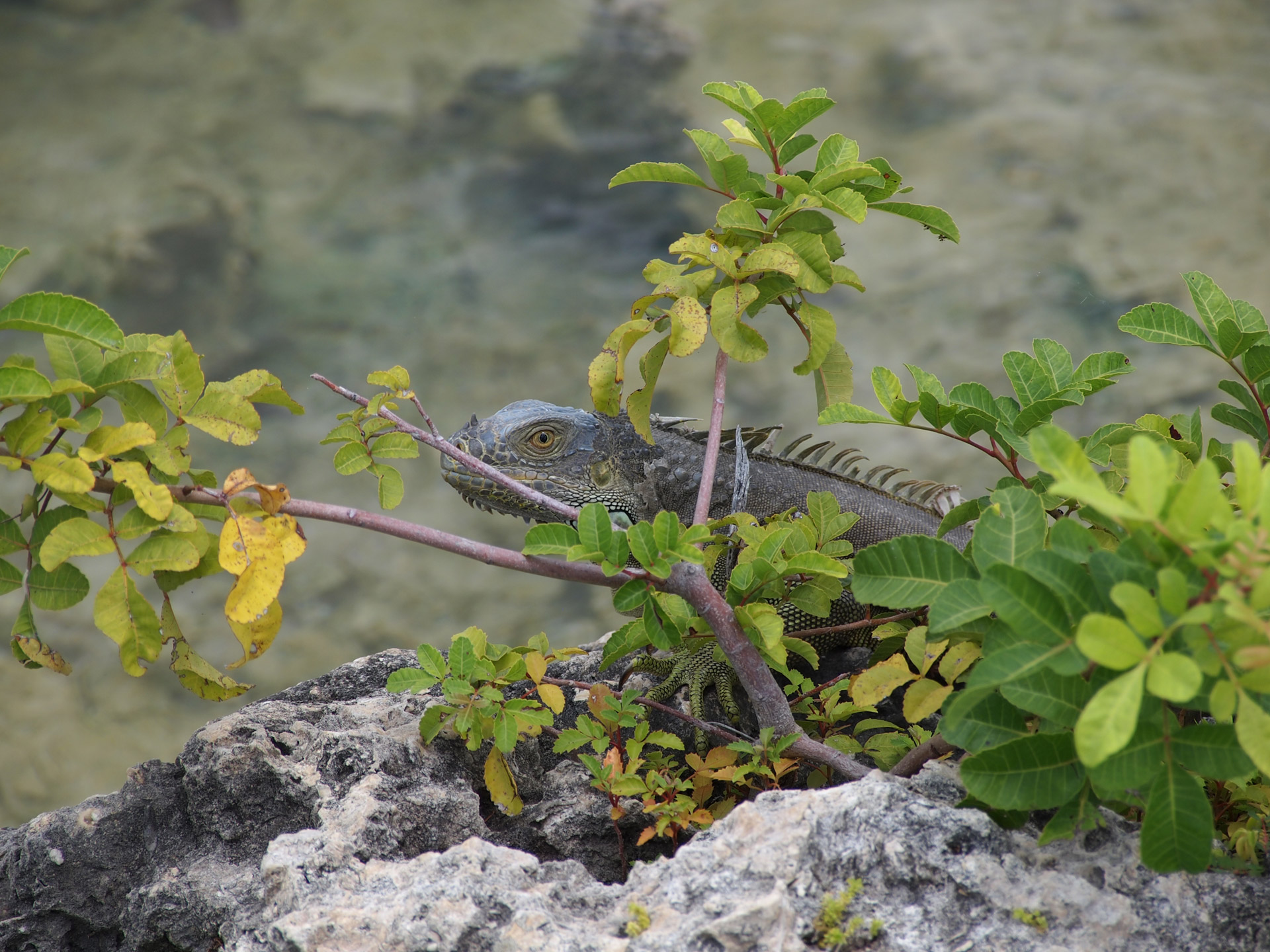 iguana lizard reptile free photo