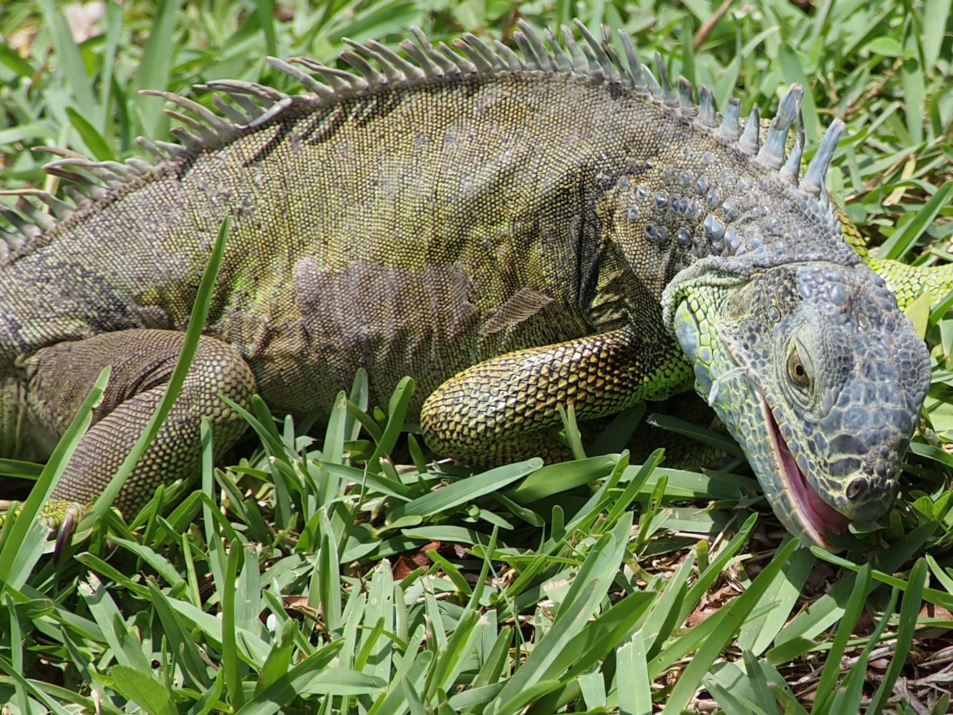 iguana lizard reptile free photo