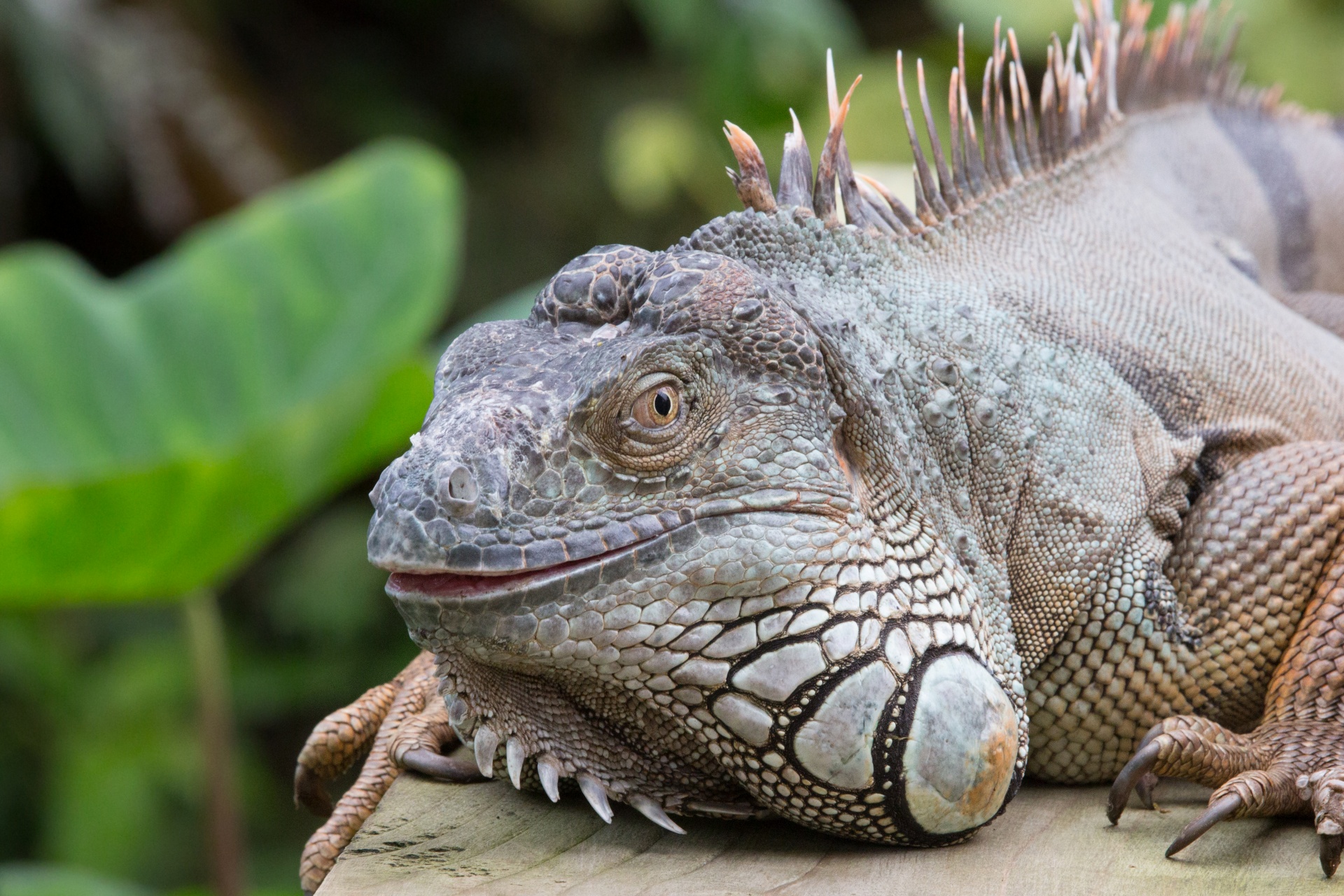 lizard iguana head free photo