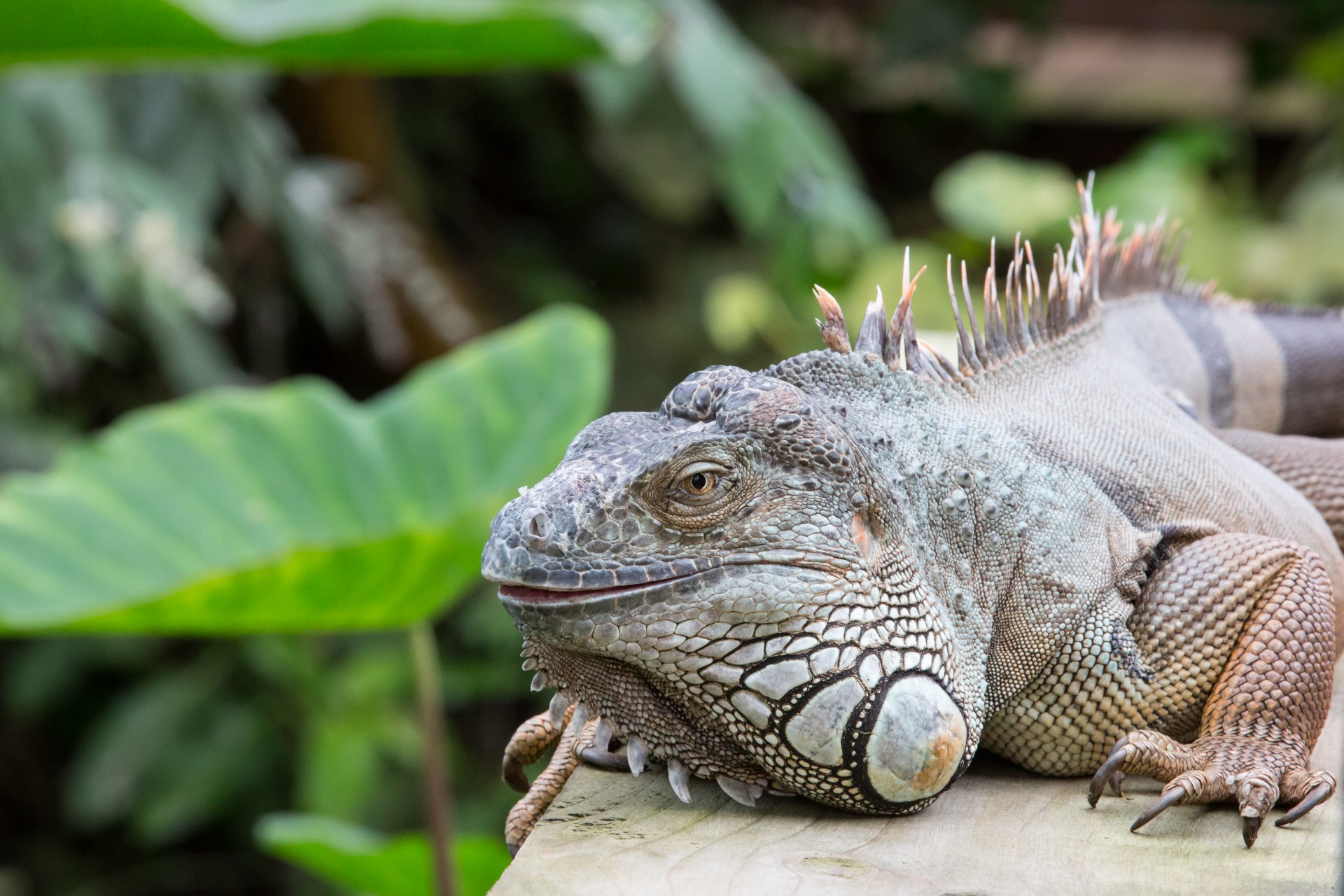 lizard iguana head free photo