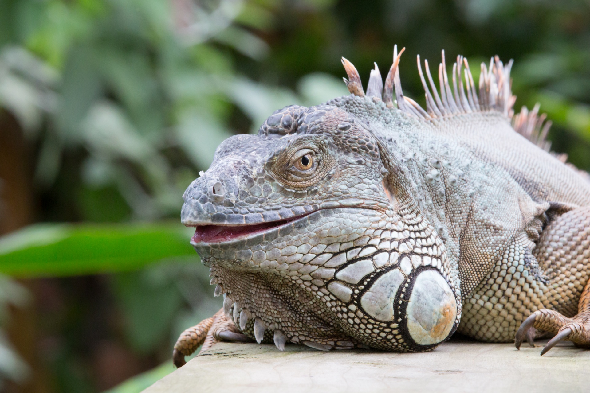 lizard iguana head free photo