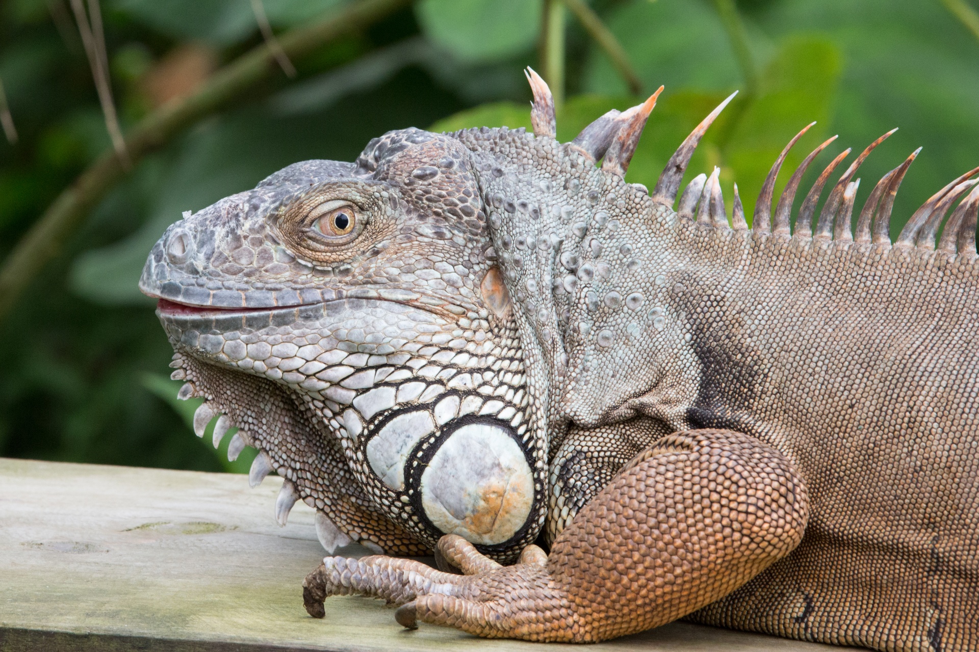 lizard iguana head free photo