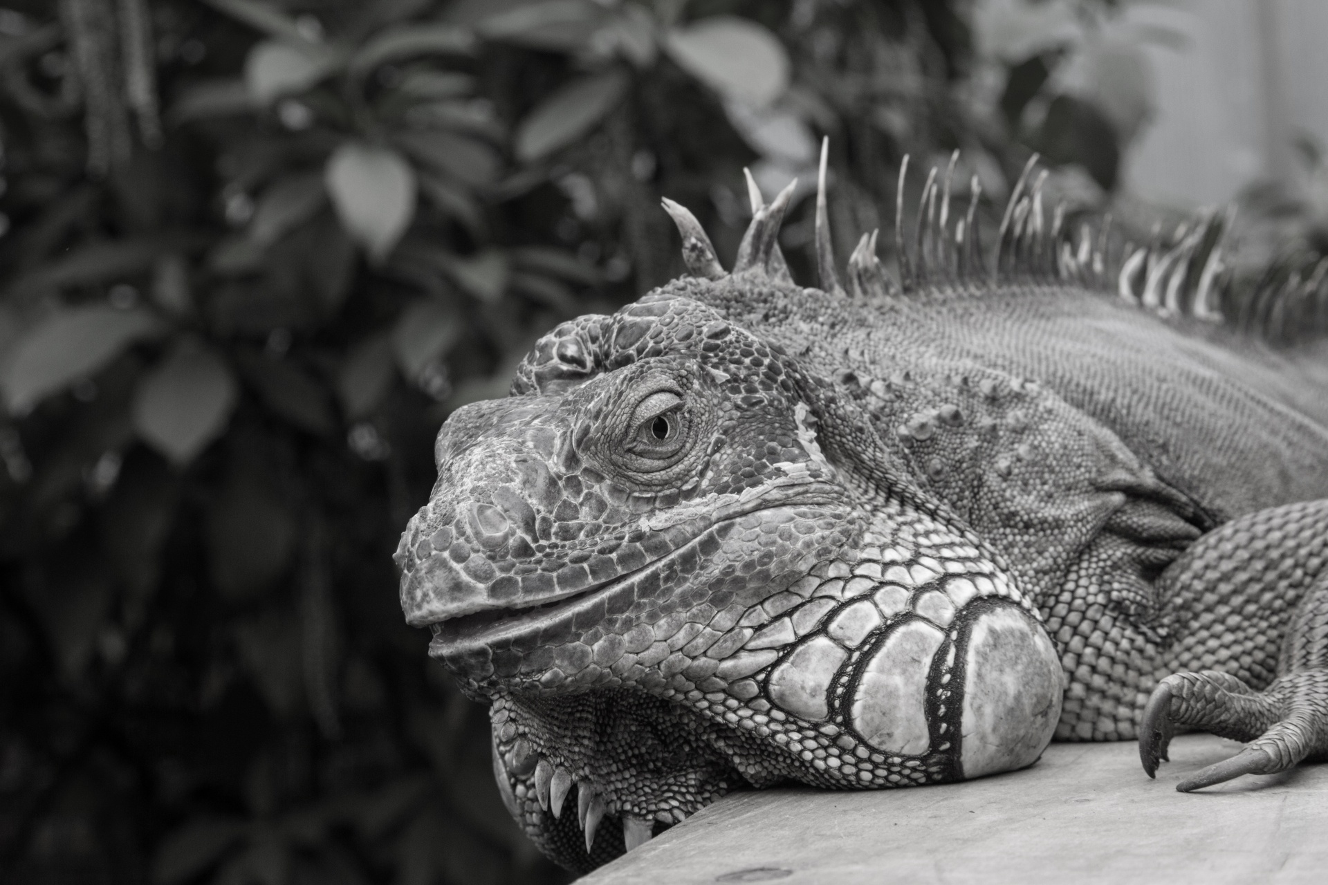 lizard iguana head free photo