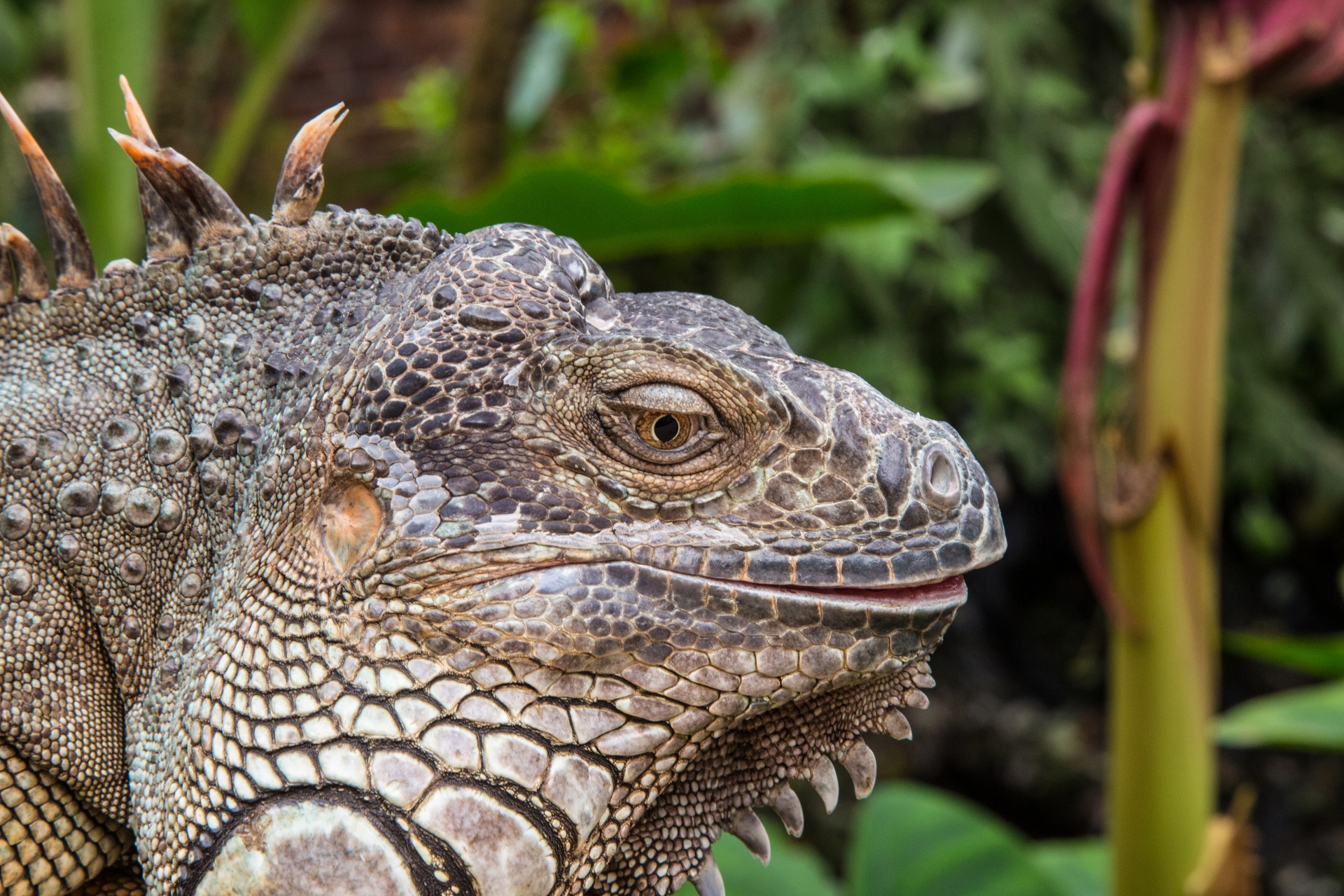 lizard iguana head free photo