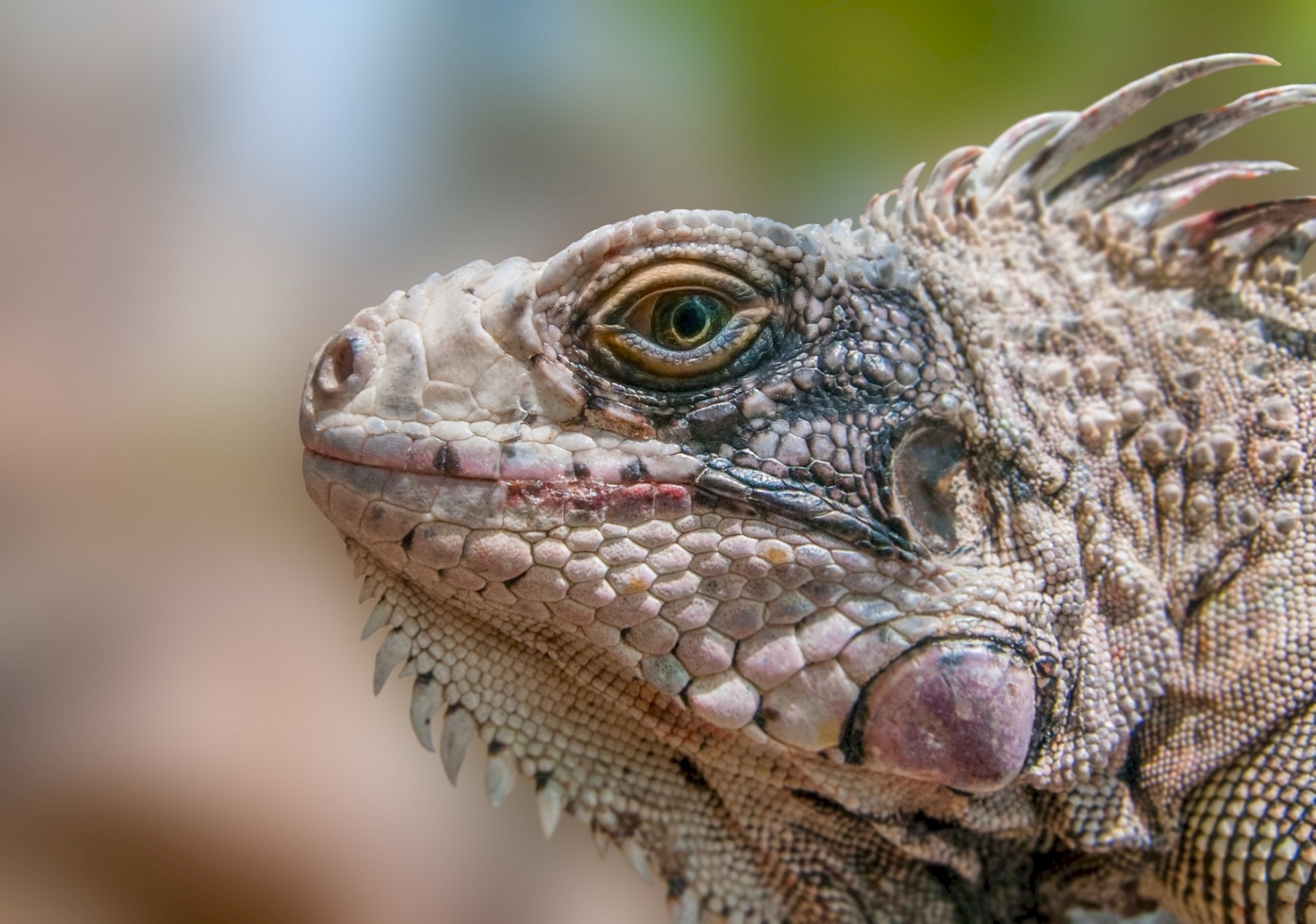 lizard iguana close up free photo