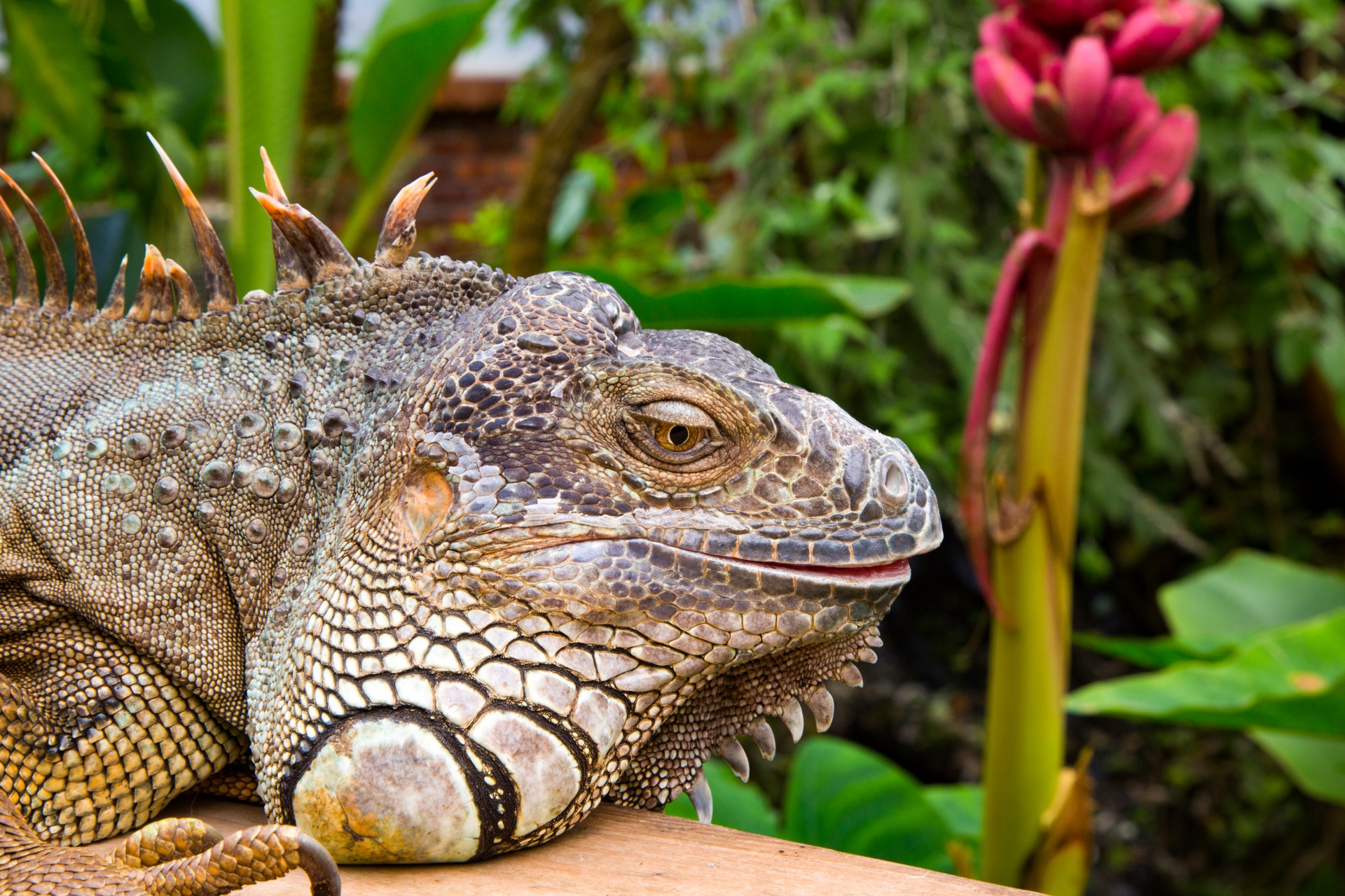 lizard iguana head free photo