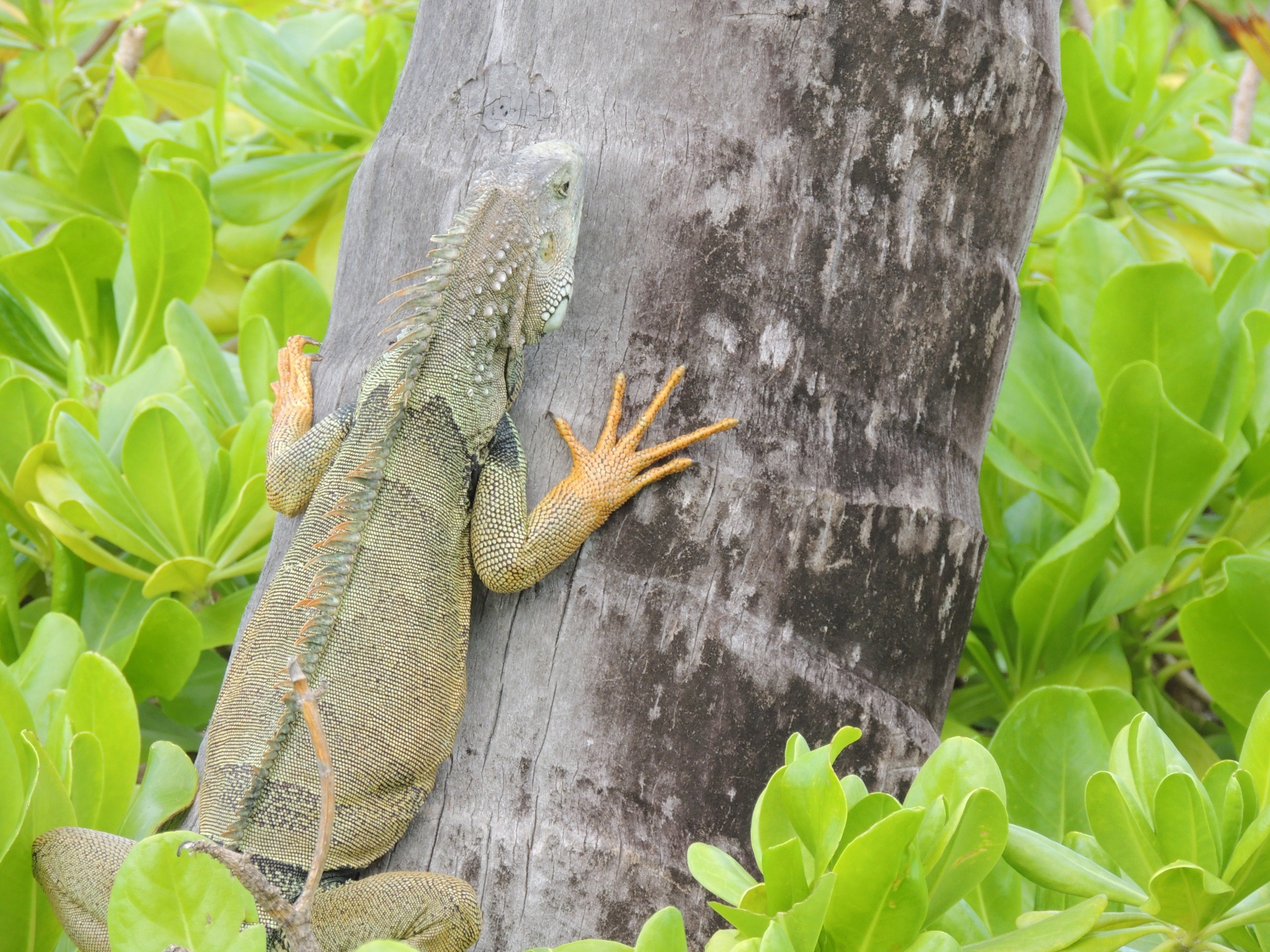 iguana lizard palm free photo