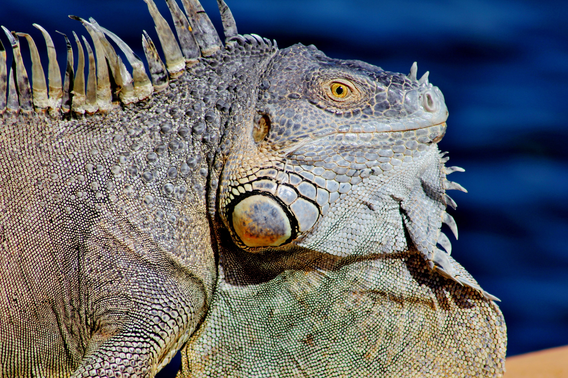 curious iguana dock free photo