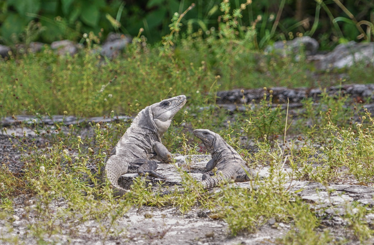 iguanas lizards tropical free photo