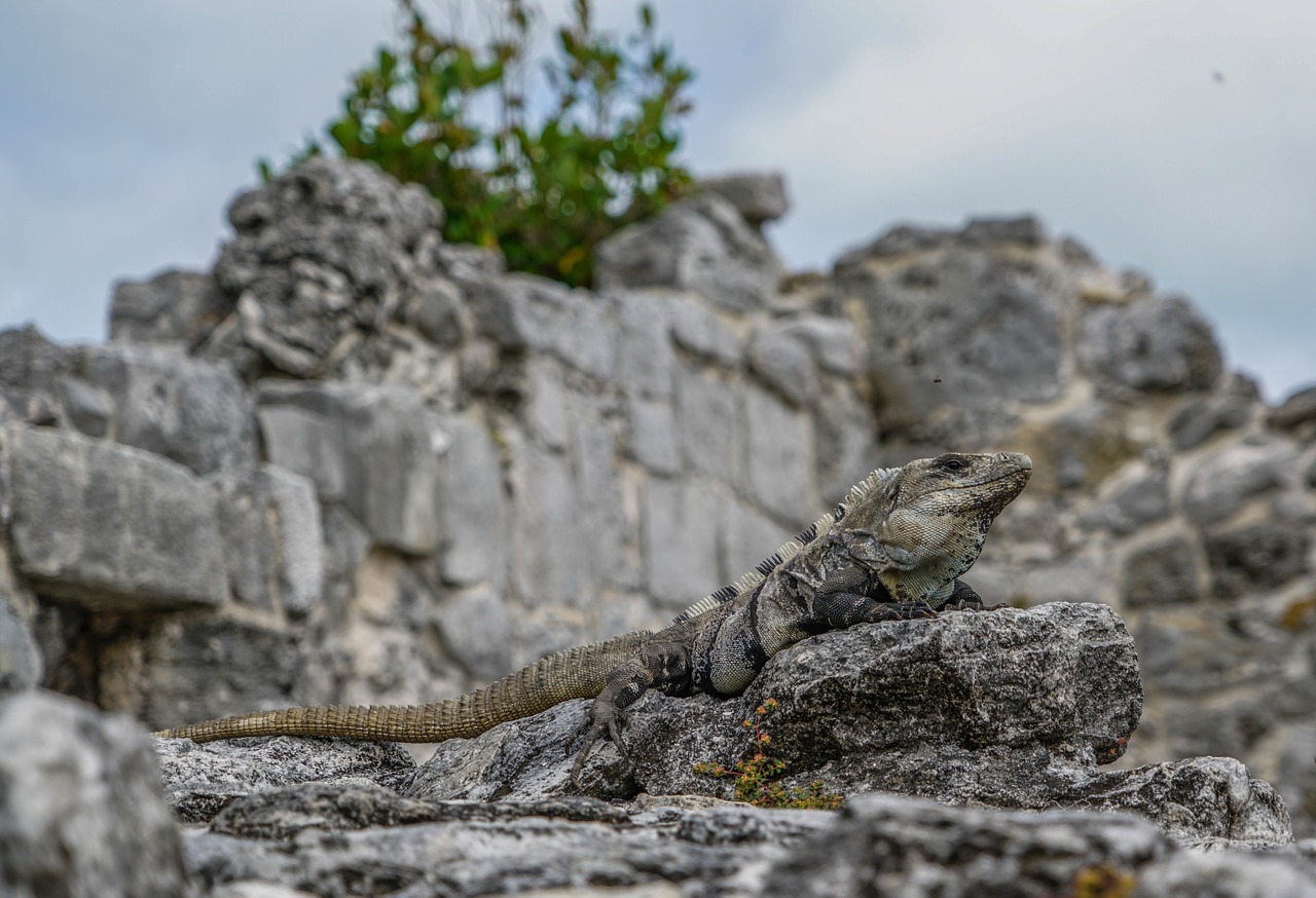 iguanas lizards el ray free photo