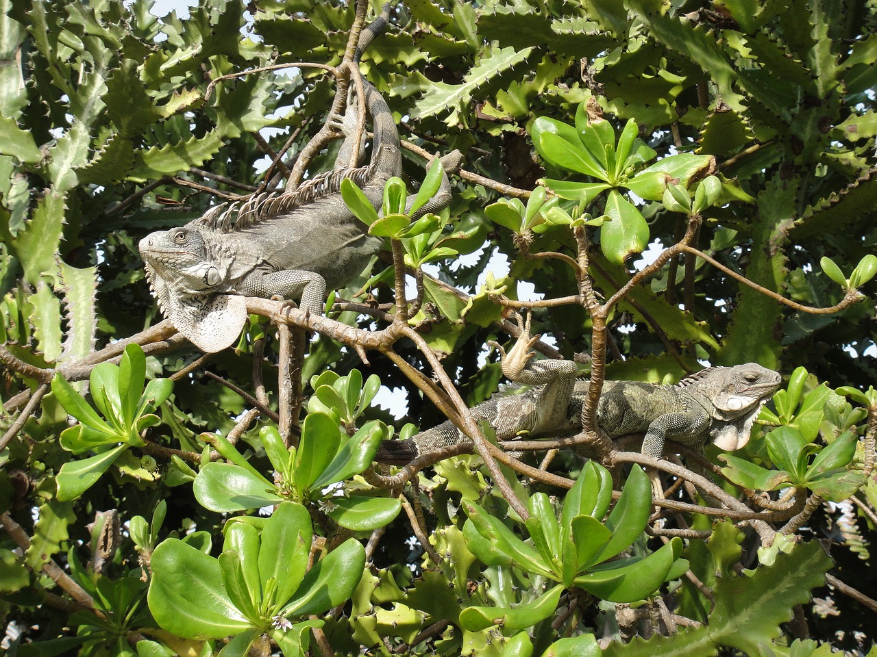 iguanas reptiles bonaire free photo