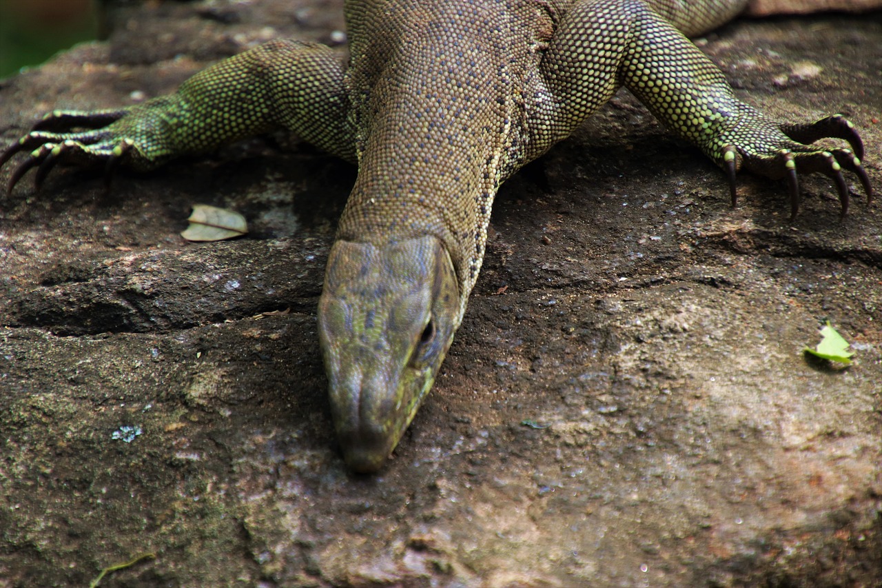 iguanas reptiles nature free photo