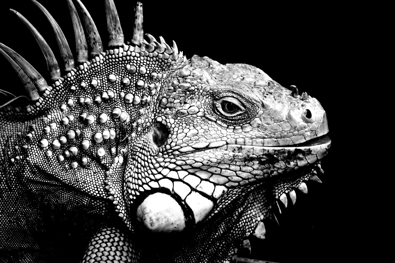 iguanas  background  black and white free photo