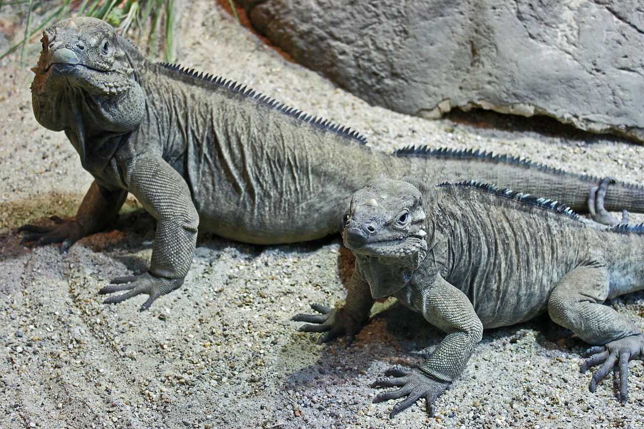 iguanas reptile nature free photo