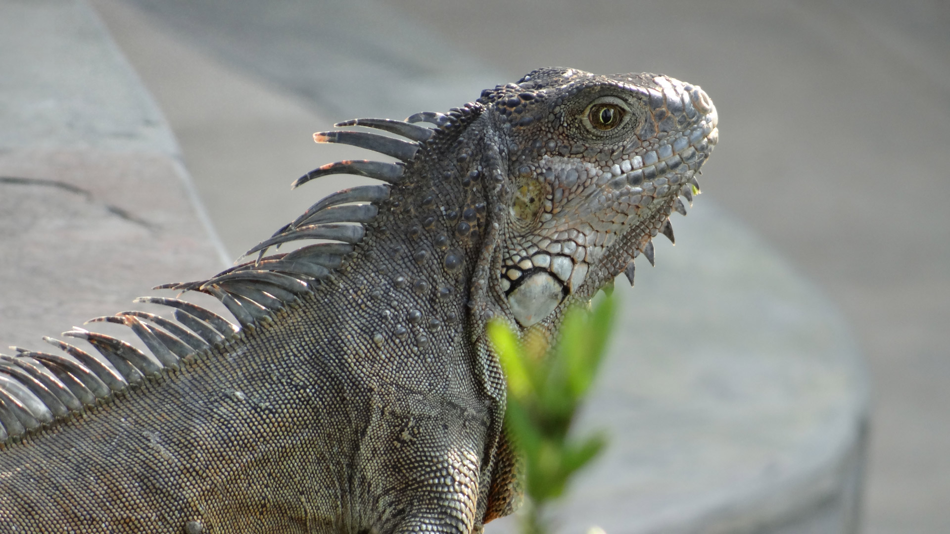 iguana iguanas galapagos free photo