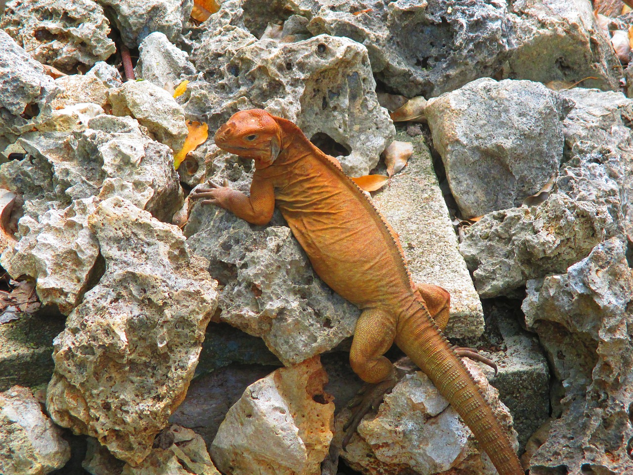 iguanidae lizard iguana free photo