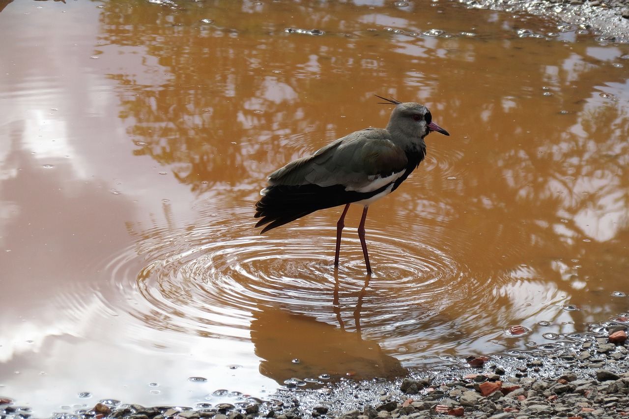 iguazu nature birds free photo