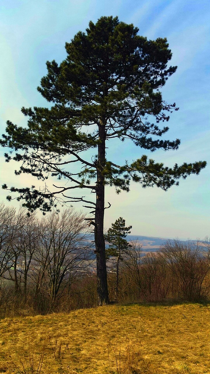 ihličnan tree the sky free photo