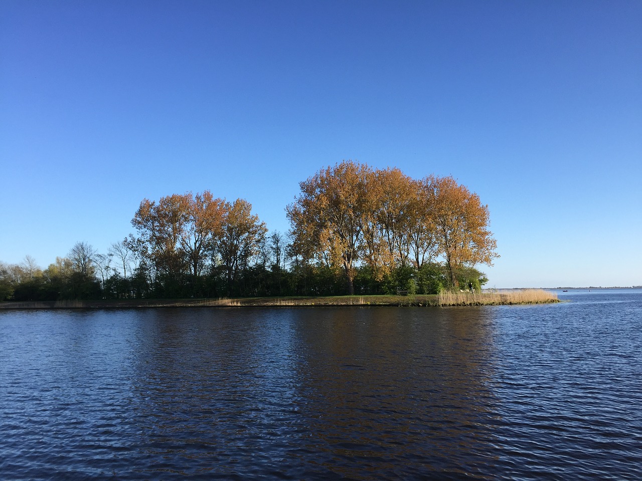 ijsselmeer  tree  waters free photo