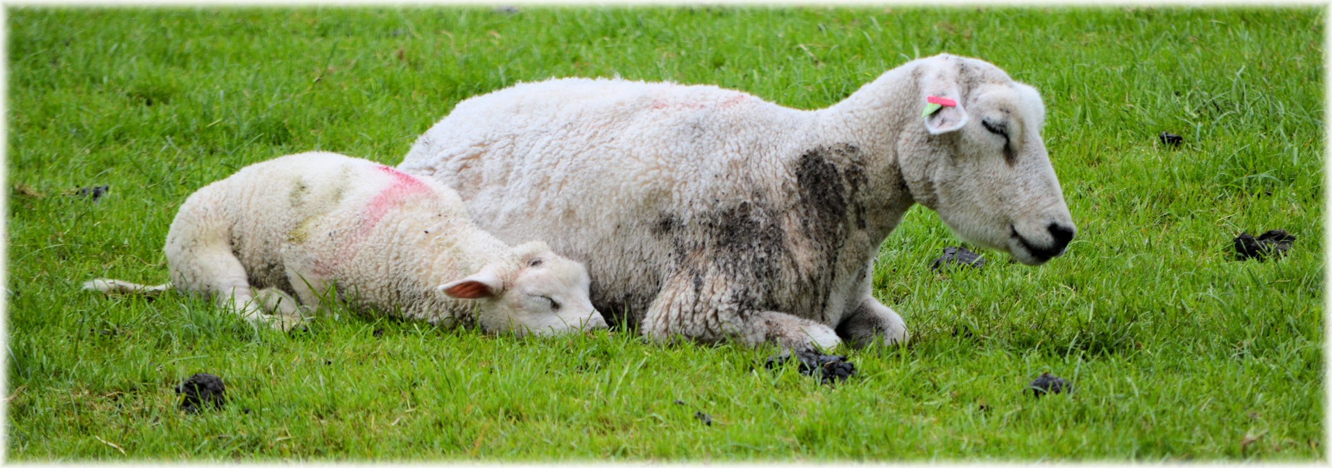 sheep lamb sleep free photo
