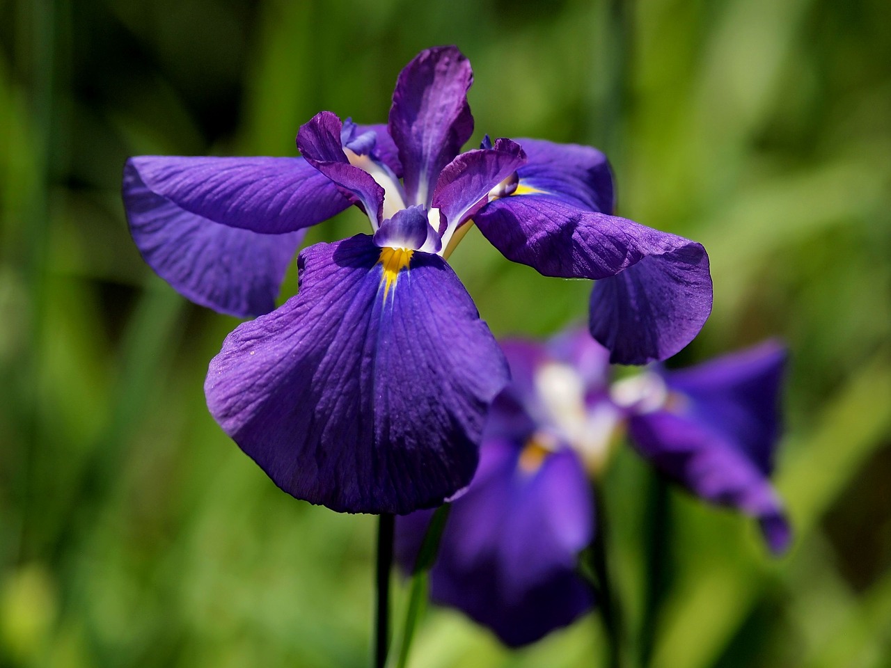 ikuta ryokuchi  iris  flowers free photo