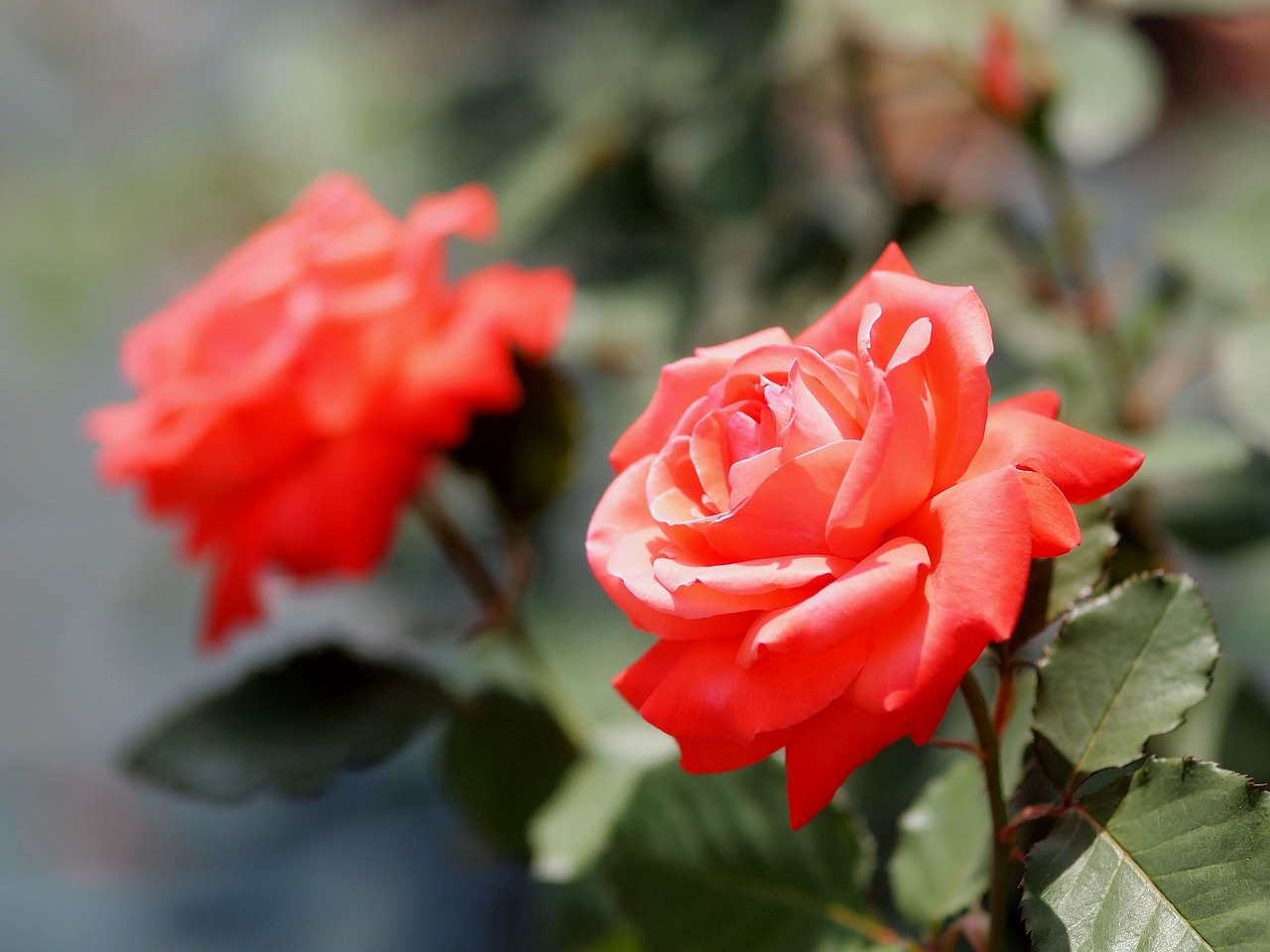 ikuta ryokuchi  rose garden  rose free photo