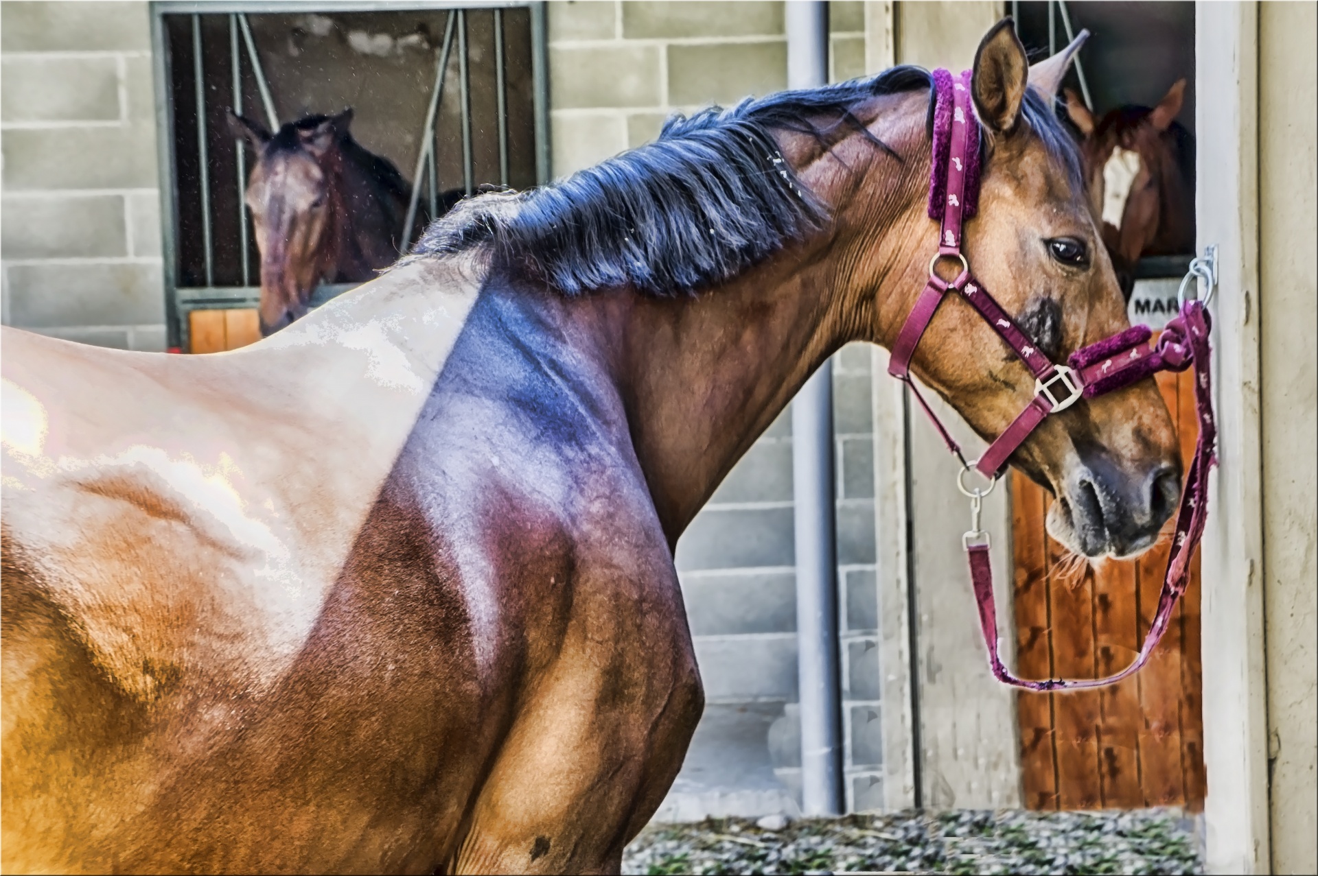 horse head eye free photo